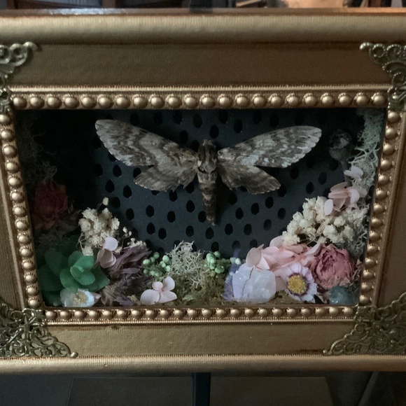 Custom real sphinx moth framed - Picture 2 of 2